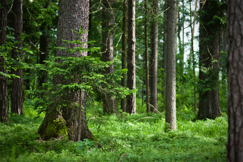 forrest anumation.gif
