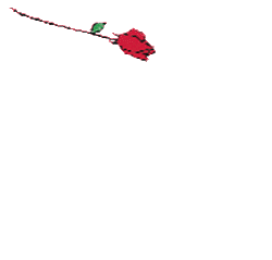 red roses falling gif  1.gif