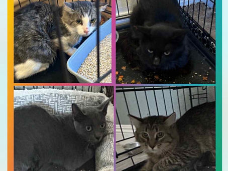 Saving Precious Souls From High Kill Shelters