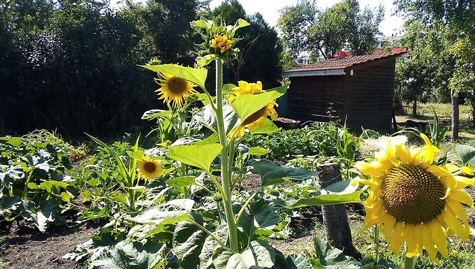 Fête du jardin partagé MJC 3 Maisons
