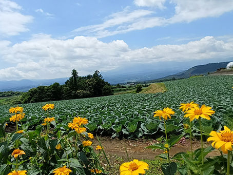 へんてこも、ちぐはぐも ー2026/7/27 ドラゴンヘッド水瓶座