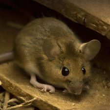 mouse pest.jpg