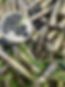 6FEAF4E8-A03A-411D-94C6-109B16815D15.jpeg
