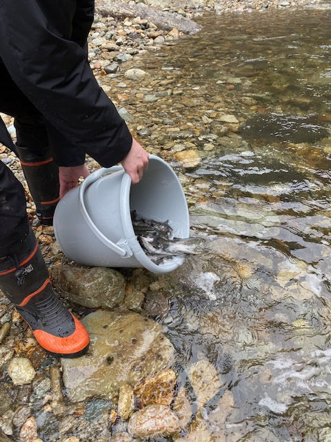 １回目のアマゴの放流