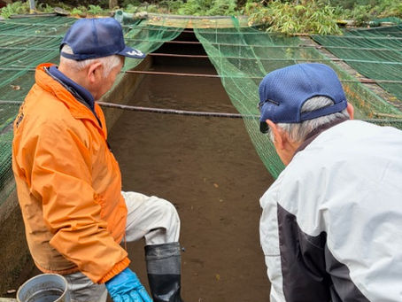 今の時期にアマゴの放流?