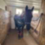 Horse receiving BEMER therapy at White Pines Stable