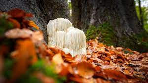 The Magic of Mushroom