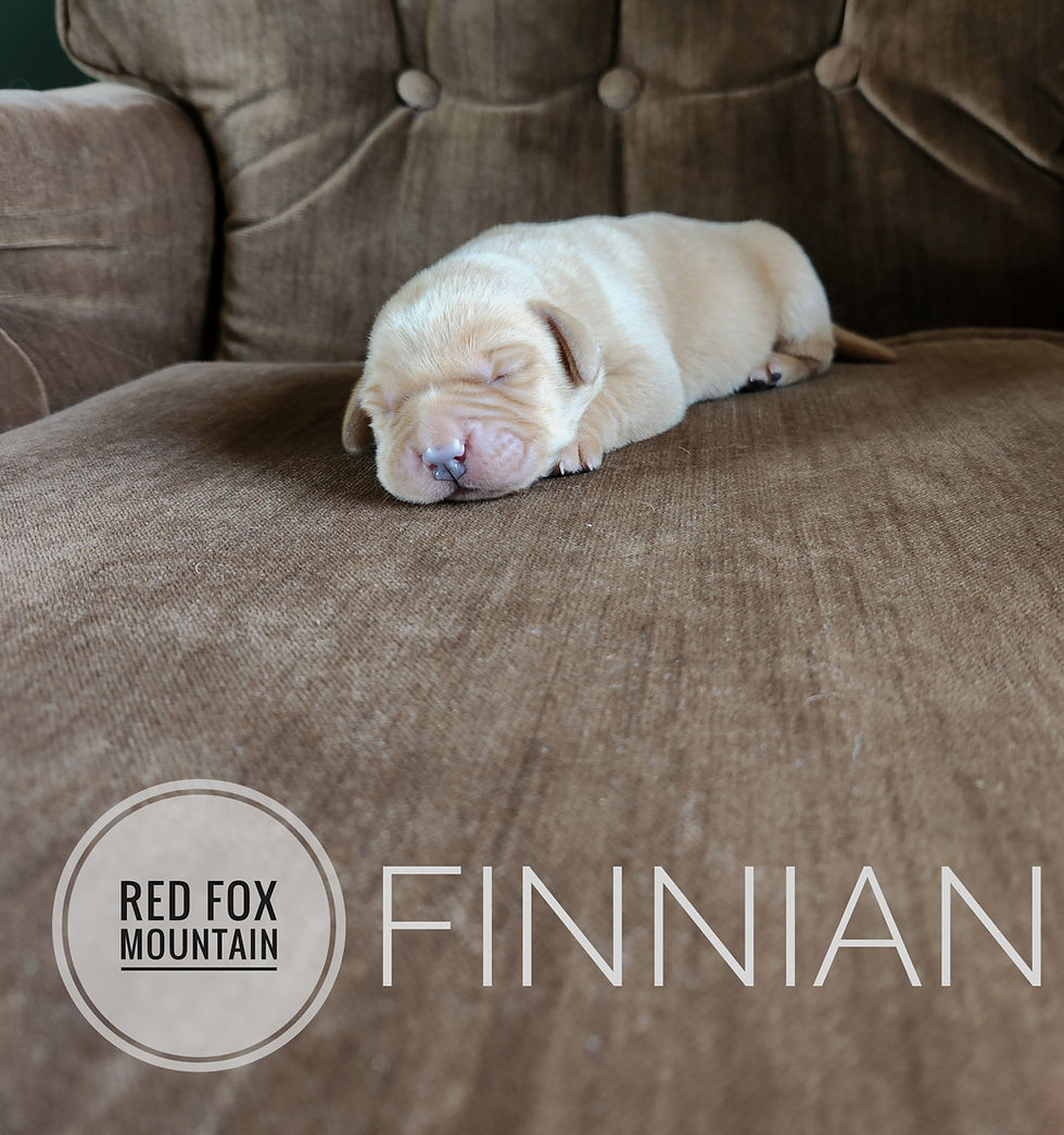 Finnian