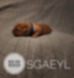 Sgaeyl