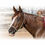 Thumbnail: PROFESSIONALS CHOICE ROPE TRAINING HALTER