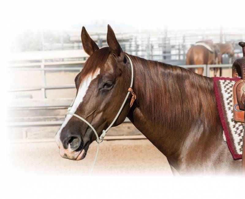 PROFESSIONALS CHOICE ROPE TRAINING HALTER