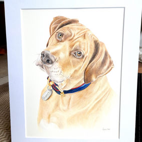 Pet portrait of a dachshund drawn in coloured pencils by Anna-Marie the artist in South Wales, Caerphilly
