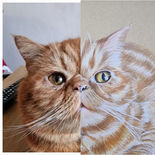 Photo vs drawing bespoke pet cat portrait hand drawn in Caerphilly, South Wales