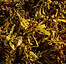 Sargasso_seaweed.jpg