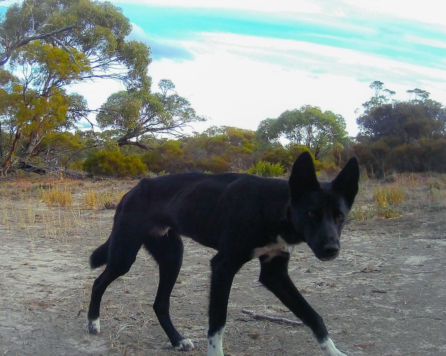 black and white big desert dingo cub