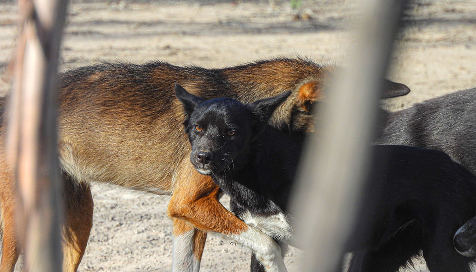 3 dingoes palying. 2 Black dingoes and 1 sable dingo.
