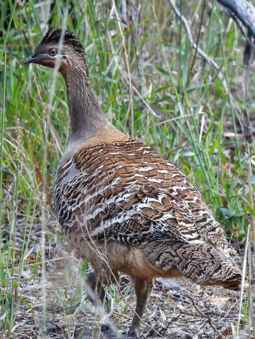 Malleefowl