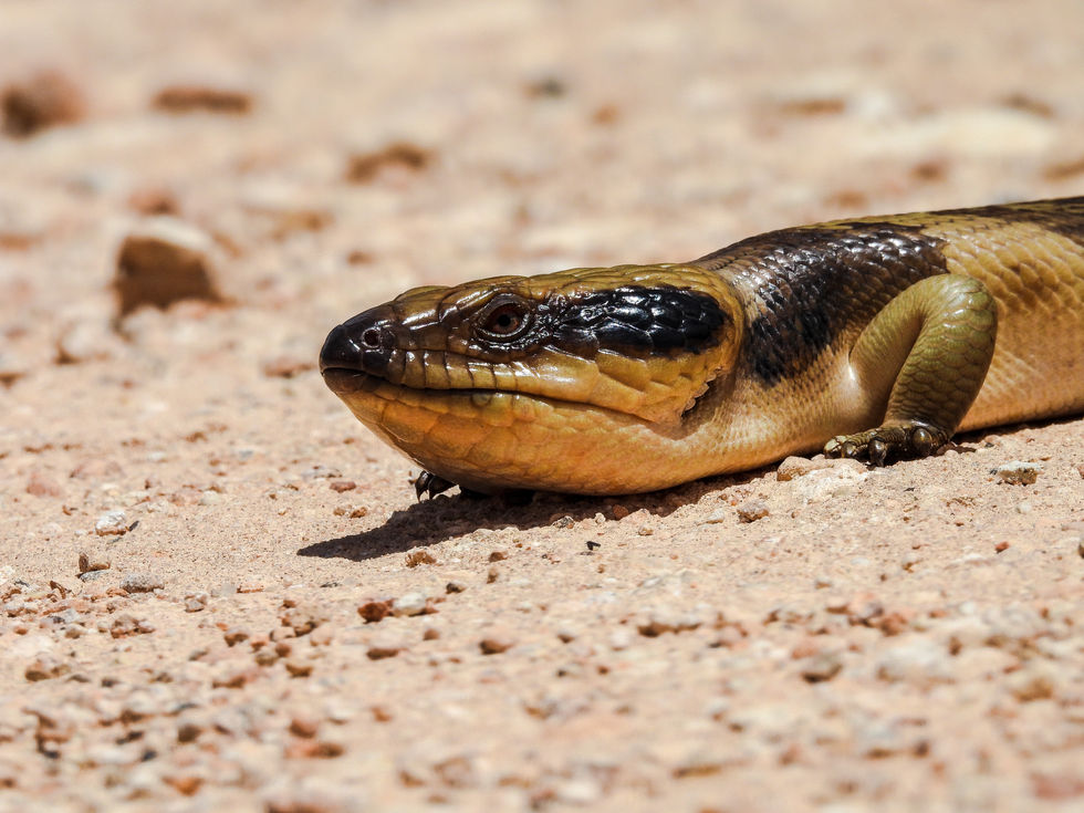 Western blue-tongue lizard