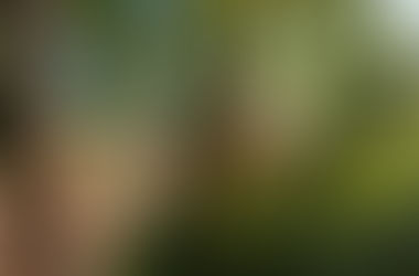 Suspendu dans les bras d'un chêne