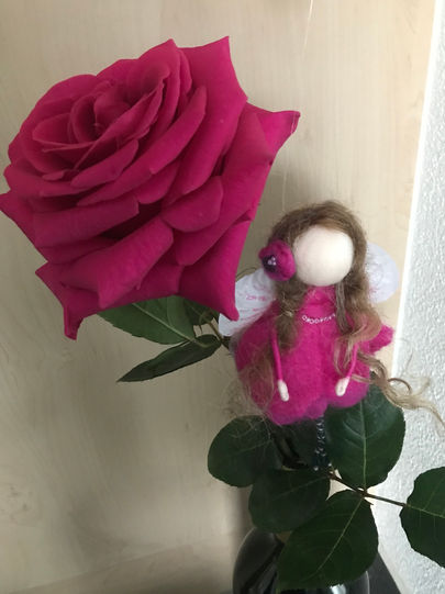 rote elfe rose