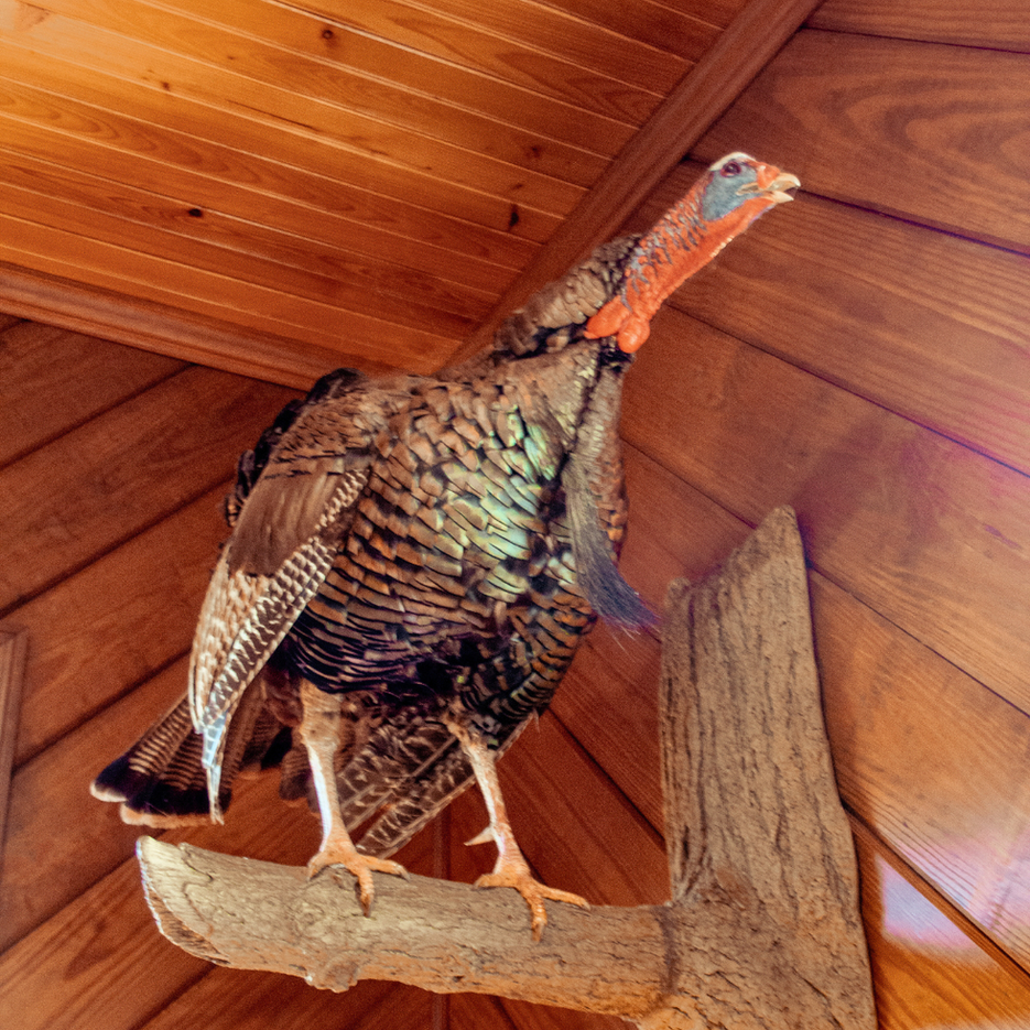Fake turkey