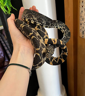 hARVEY bULL sNAKE_edited.jpg
