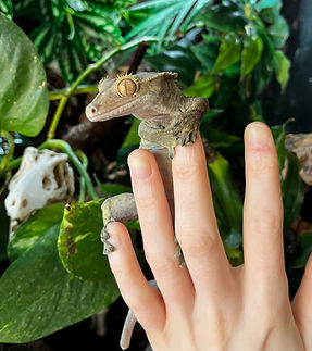 Jack Crested Gecko_edited.jpg