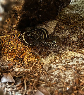 Pictus Gecko Baby _edited.jpg