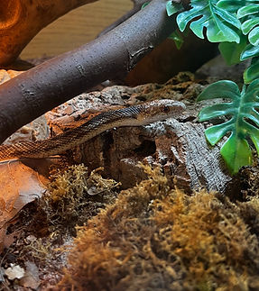 Texas Rat Snake _edited.jpg