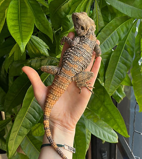 Male Painted Agama_edited.jpg