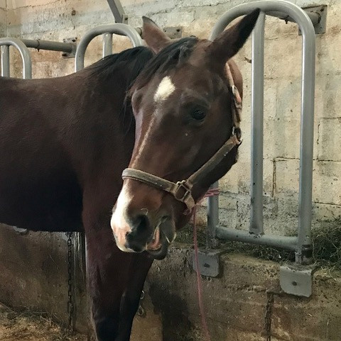 Remi - only 5 and severely injured; he has now found his permanent home!