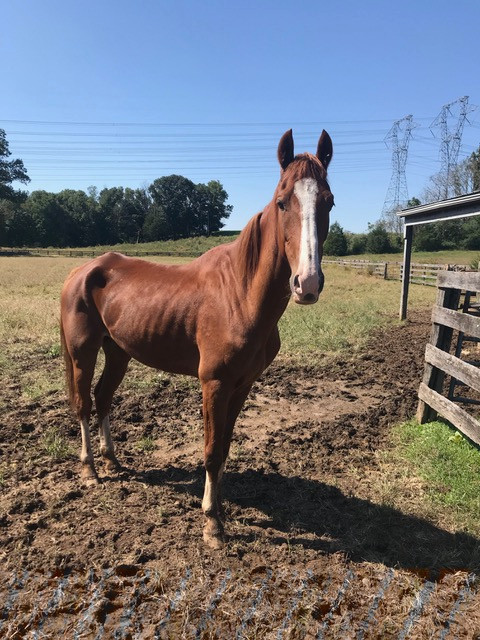 Mosby - young Amish horse who was severely starved