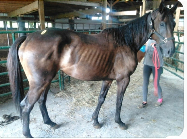 Belle - 6 year old race horse rescued from a kill pen