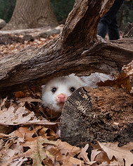 Jake under log by Richard Alison.jpeg