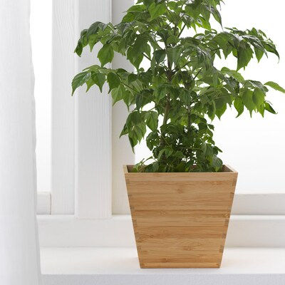 Square Bamboo Planter