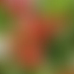 June 2026: The Countdown to Cherry Harvest Begins