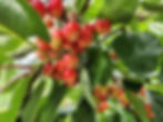 Jealous Fruits Suite Note Cherries - Bella Vista June 10