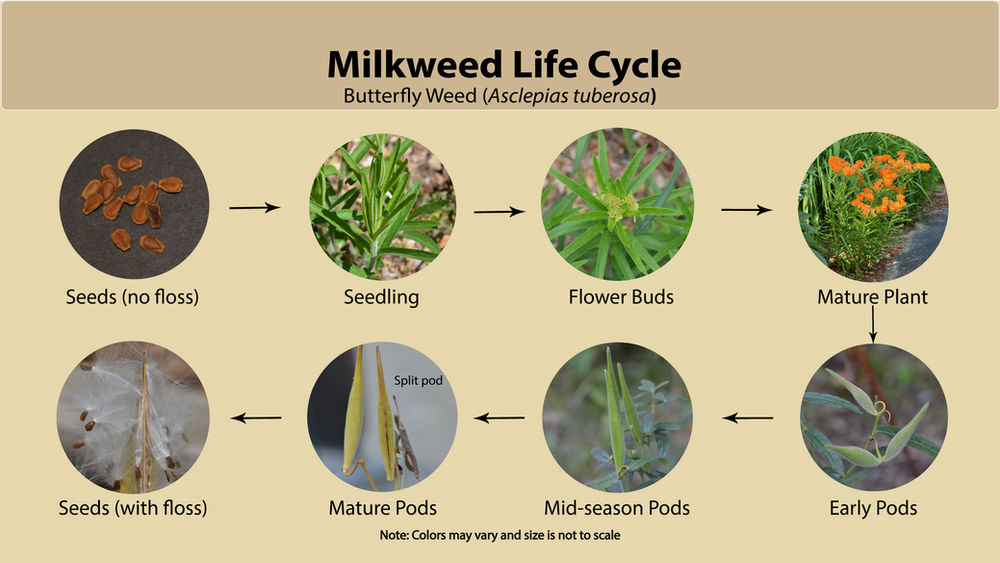 new-milkweed-life-cycle-slide