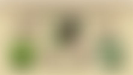 Common milkweed (Asclepias syriaca) is our milkweed species of the week