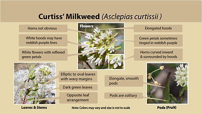Curtiss milkweed (Asclepias curtissii)