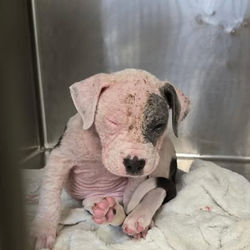 508504126_684661767715687_6744839467774893334_n