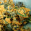 Thumbnail: Kale Chips Curry