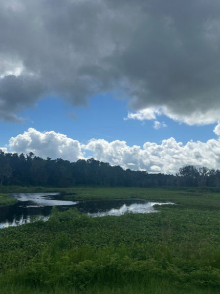 Discovering Gainesville's Green Spaces