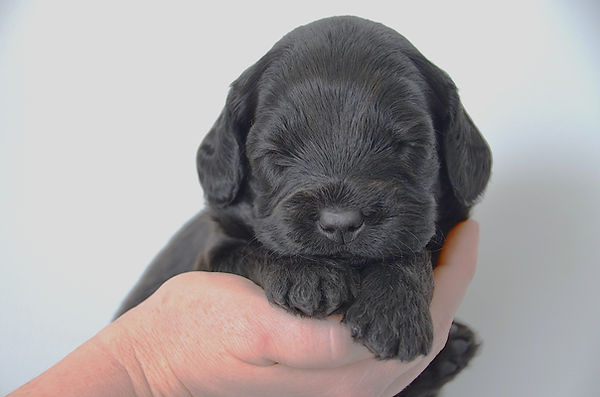 Puppy10.JPG