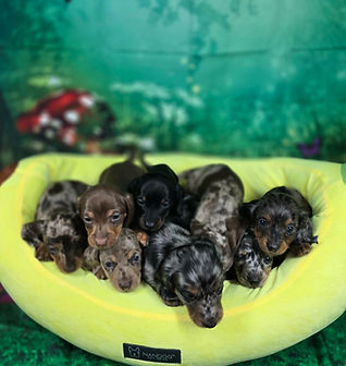 Benelli & Winchester's Litter