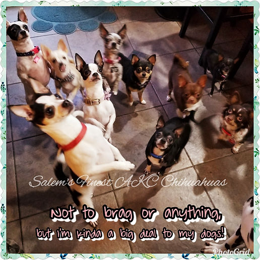 Not to brag or anything, but I'm kinda a big deal to my dogs!