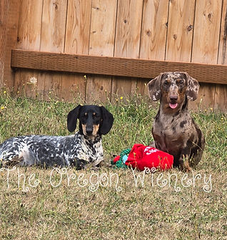 Photo_1737934256471 - Copy (2)_edited.jpg