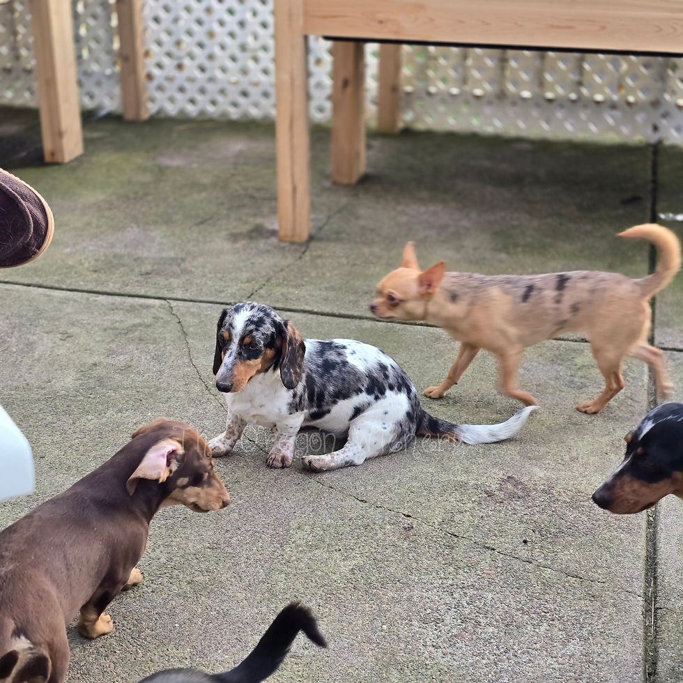 Photo_1743821450163