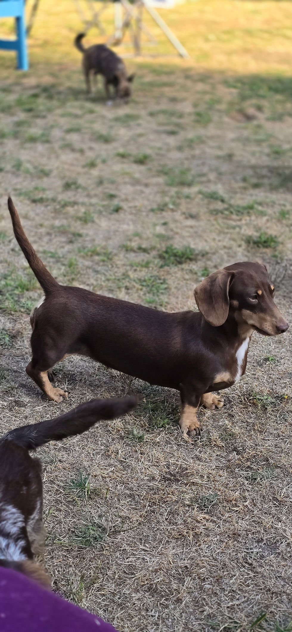 Kimber