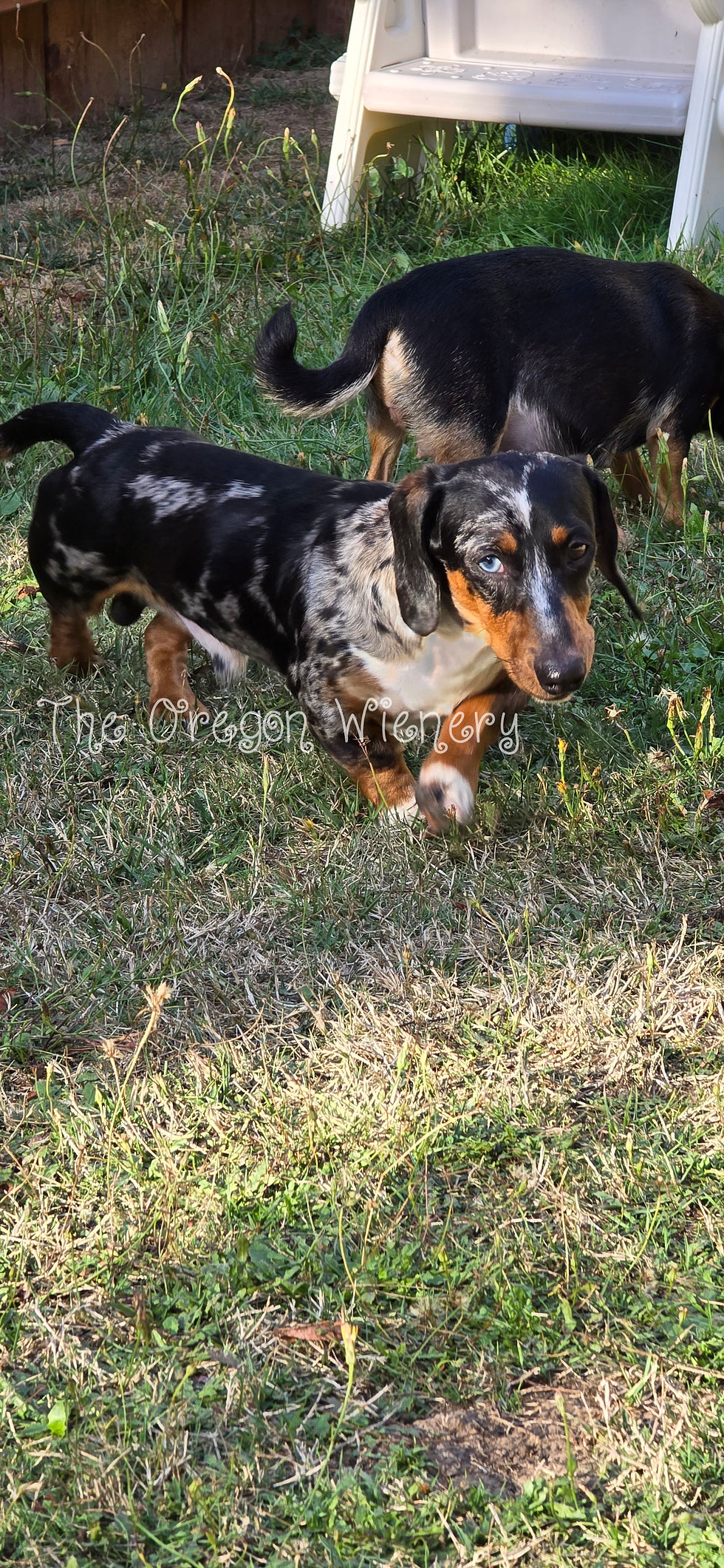 ruger